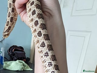 Snake reptiles - Advert 32