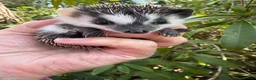 Pygmy Hedgehog rodents for sale: 8 week stunning mixed masked hoglets /ready !!  - Advert 3