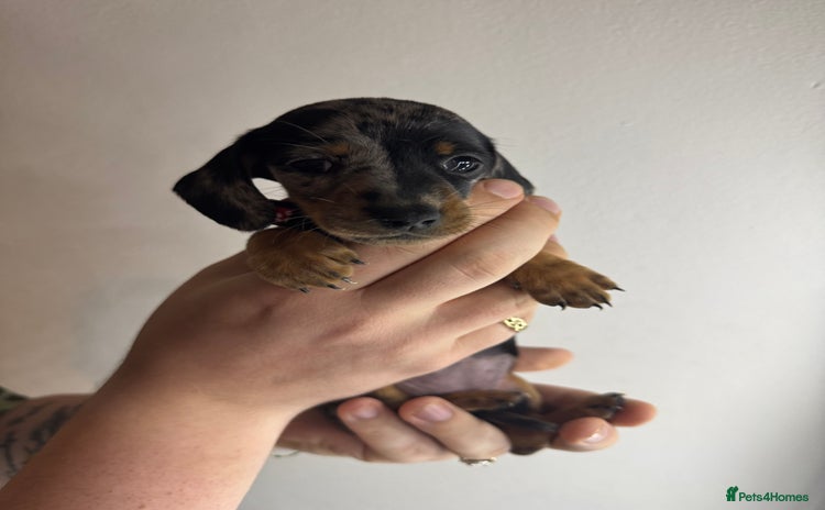 Miniature Dachshund dogs - Advert 2