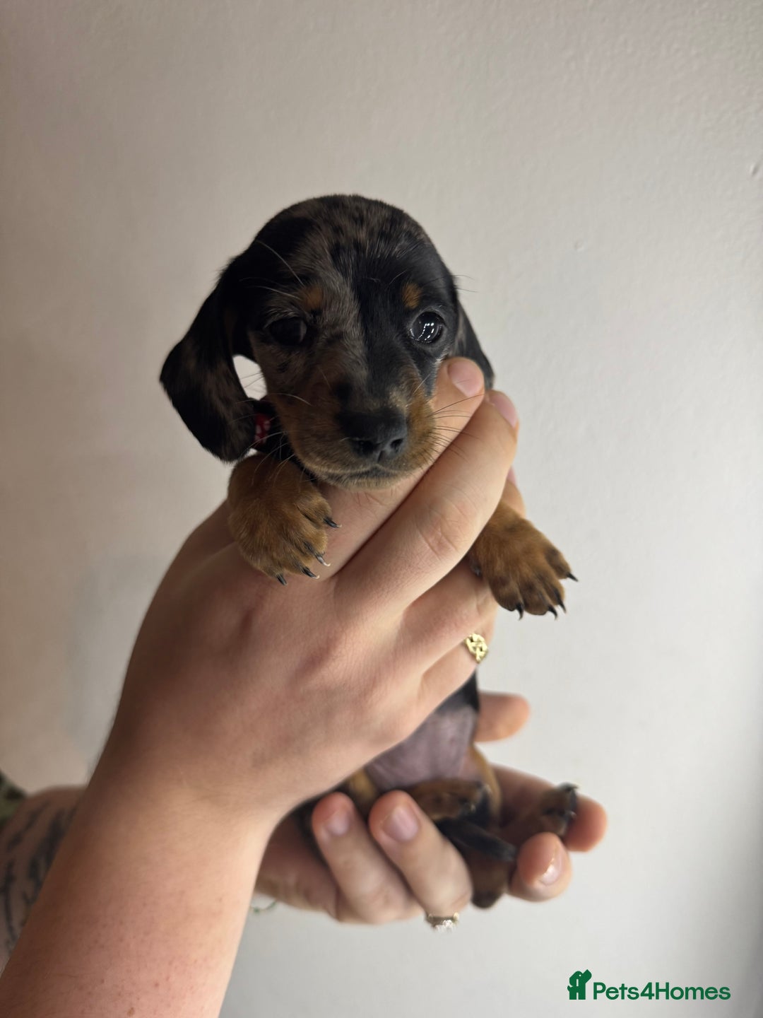 Miniature Dachshund dogs for sale: Miniature dachshunds for sale  - Image 1