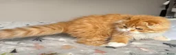 Scottish Fold cats for sale: Scottish Fold TICA Pedigree  - Advert 24