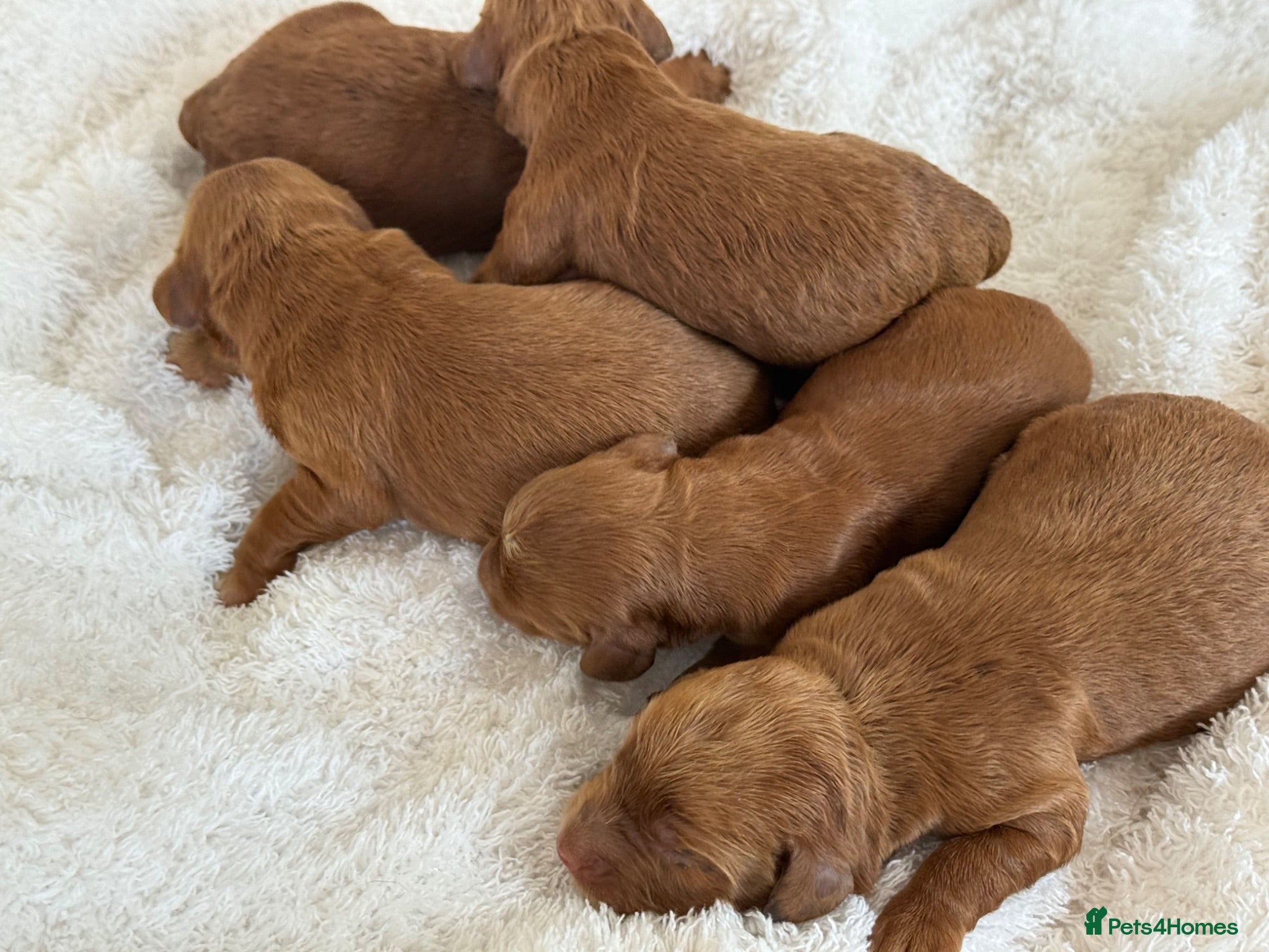 Cockapoo dogs Red F1 Cockapoo’s - Advert 2