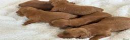 Cockapoo dogs for sale: Red F1 Cockapoo’s - Advert 2