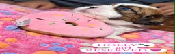 Shih Tzu dogs for sale: Beautiful Shih Tzu Puppies – Boys & Girls - Advert 14