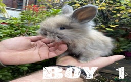 Angora rabbits for sale: Pure Breed Full Face Angora Kits - Image 4
