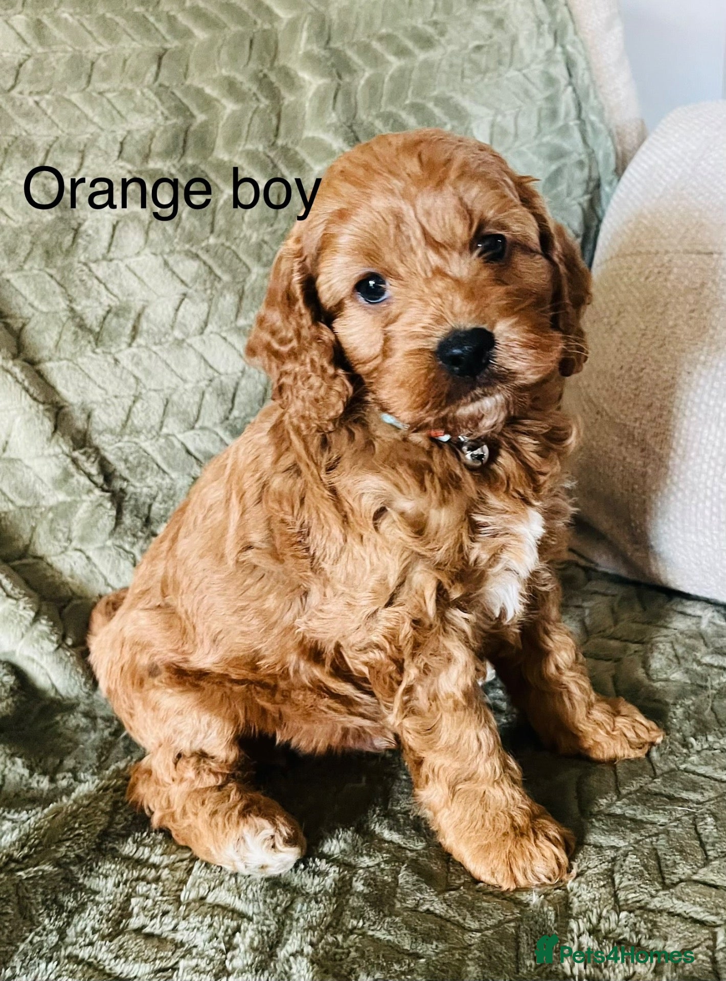 Cockapoo dogs LAST BOY READY 30TH OCTOBER  - Advert 1