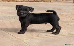 Patterdale Terrier dogs for sale: Patterdale Terrier Puppy - Image 4
