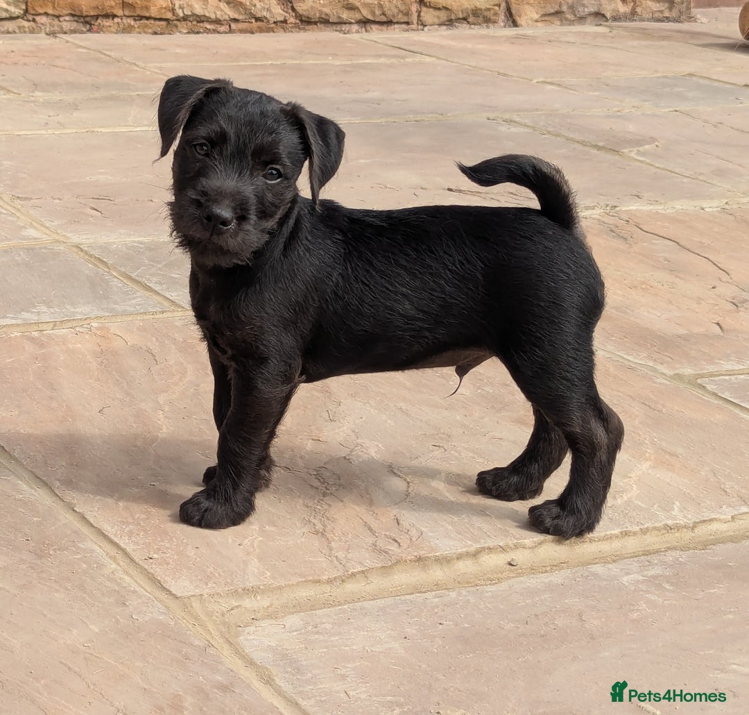 Patterdale Terrier dogs for sale: Patterdale Terrier Puppy - Image 4