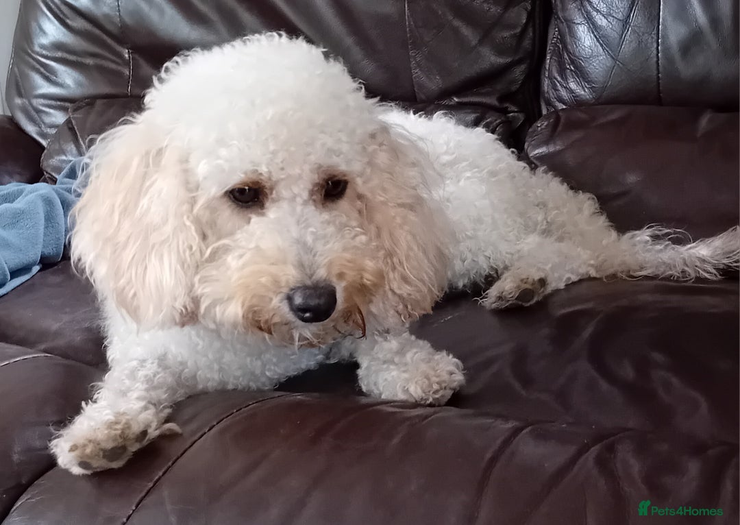 Miniature Poodle dogs for sale: Handsome Boy looking for forever Home: mini poodle - Image 10
