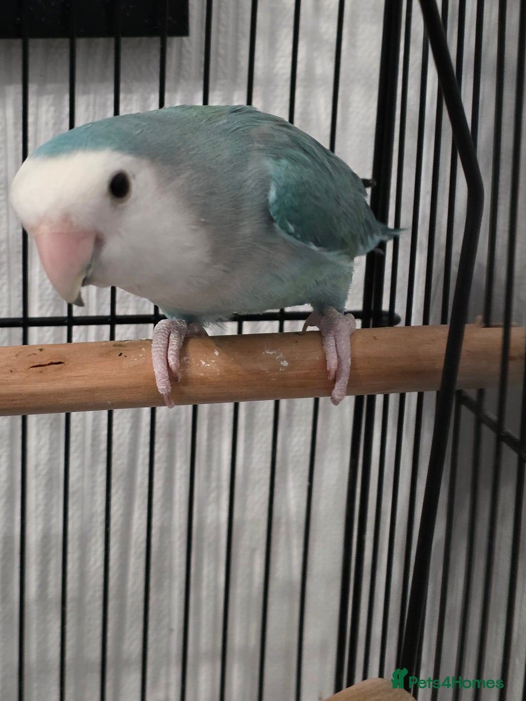 Lovebirds birds for sale: Lovebird For Sale with cage Bargain - Advert 1