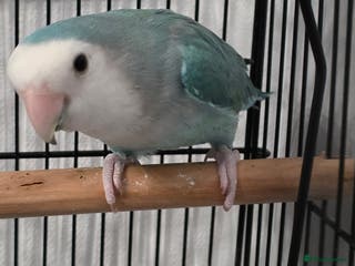 Lovebirds birds Lovebird For Sale with cage Bargain - Advert 1