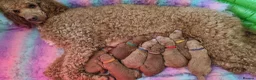 Standard Poodle dogs for sale: Fully Health Tested St Poodle Puppies  - Advert 1