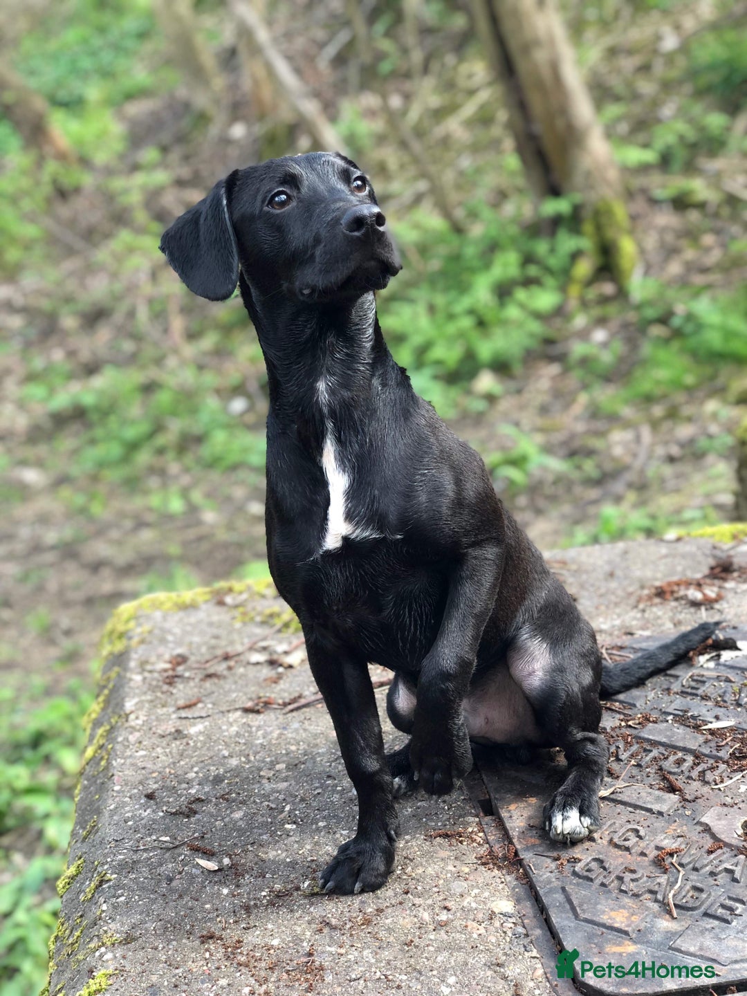 Mixed Breed dogs for sale: Male neutered cross  - Advert 1