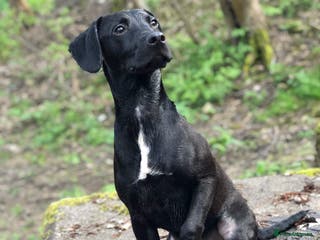 Mixed Breed dogs Male neutered cross - Advert 6