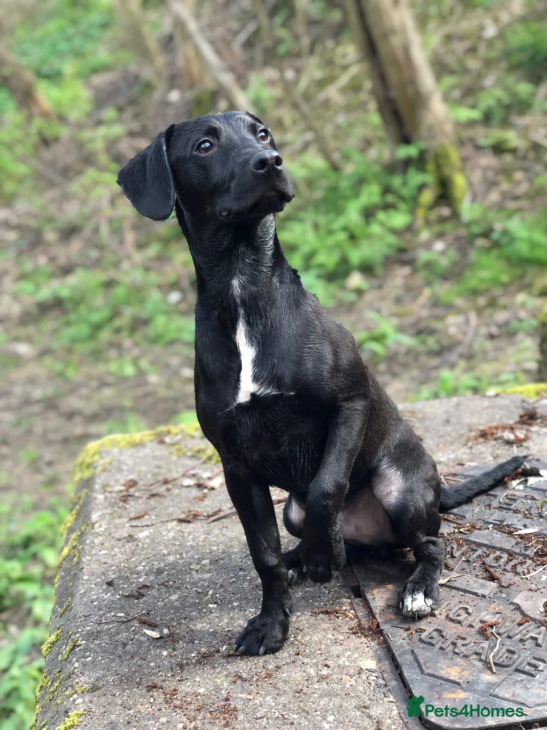 Mixed Breed dogs for sale: Male neutered cross  - Advert 1