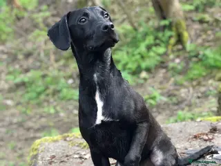 Mixed Breed dogs Male neutered cross - Advert 3