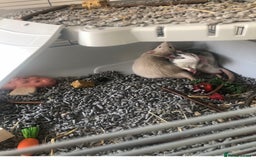 Rat rodents for sale: 2boy pet rats - Image 1