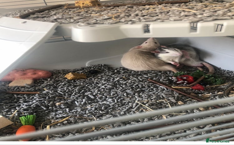 Rat rodents - Advert 2