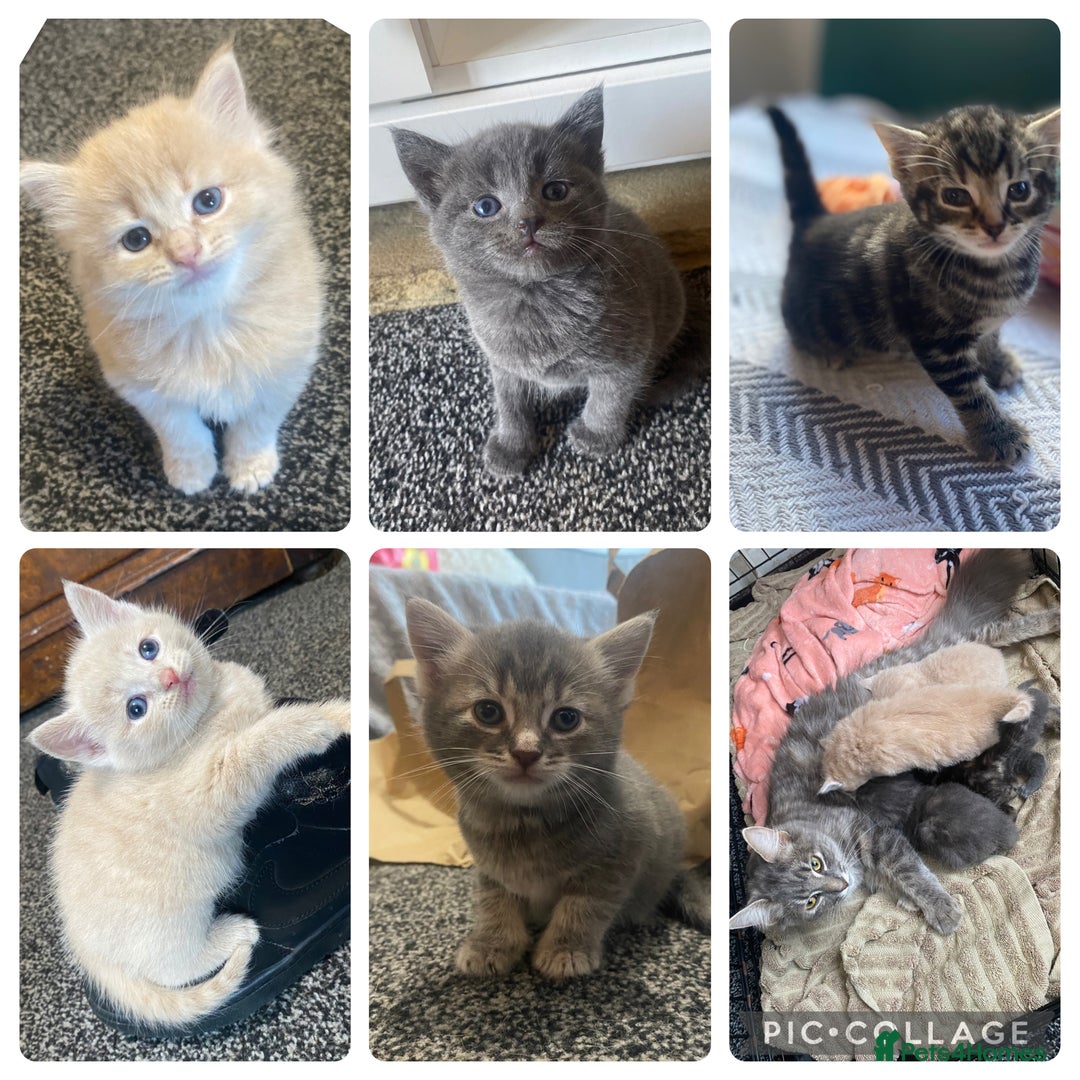 Mixed Breed cats for sale: 5 beautiful kittens  - Image 1