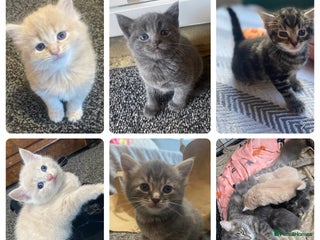 Mixed Breed cats for sale - Advert 1