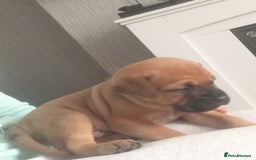 Mixed Breed dogs for sale: Bullmastiff X Puppies - Image 30