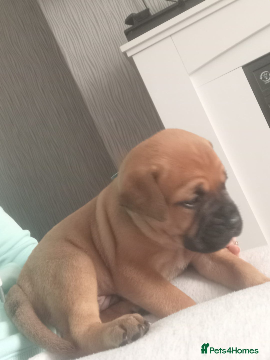 Mixed Breed dogs for sale: Bullmastiff X Puppies - Image 30