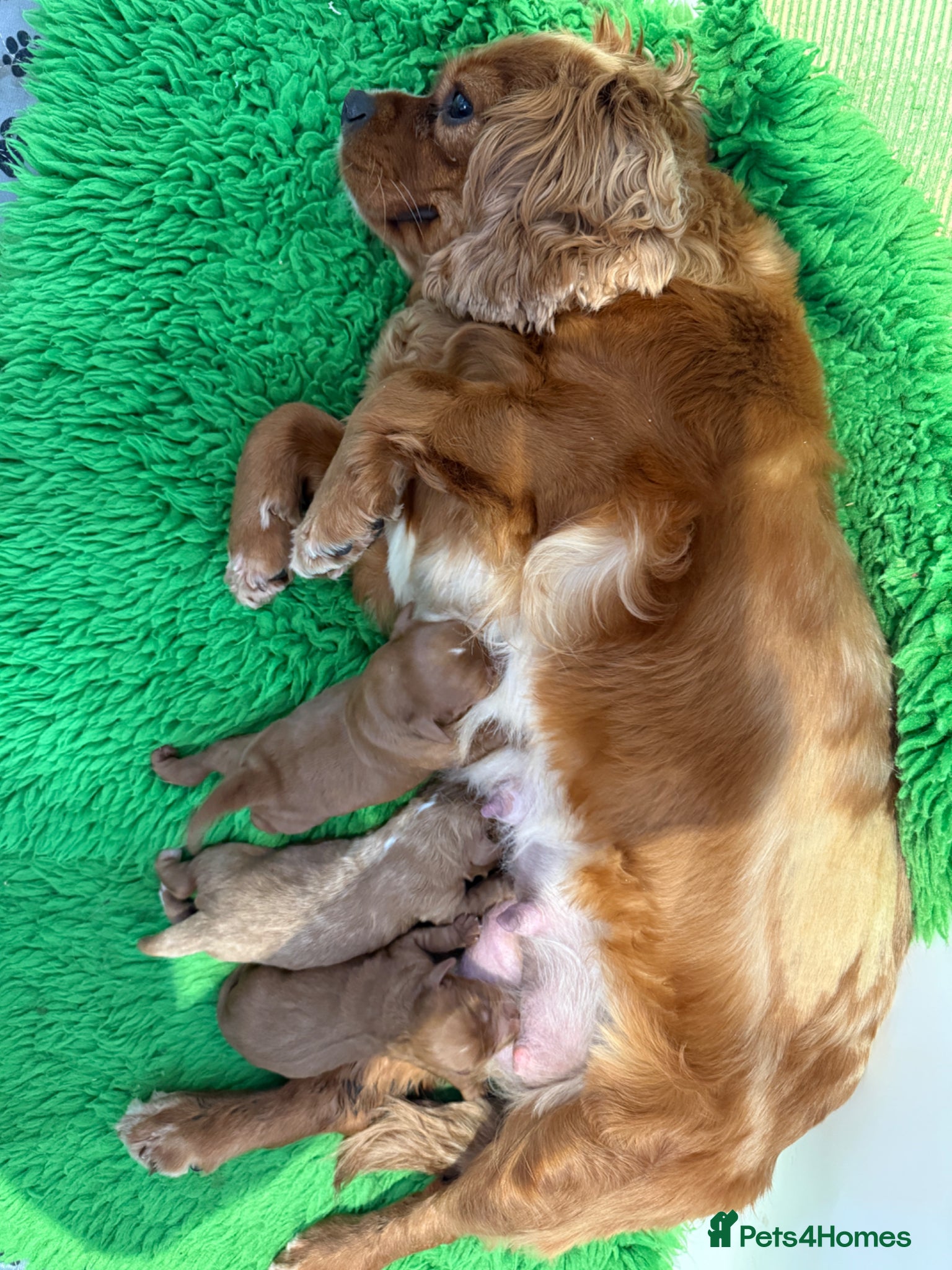 Cavapoo dogs Cavapoo puppies,health tested parents 5* licensed  - Advert 1