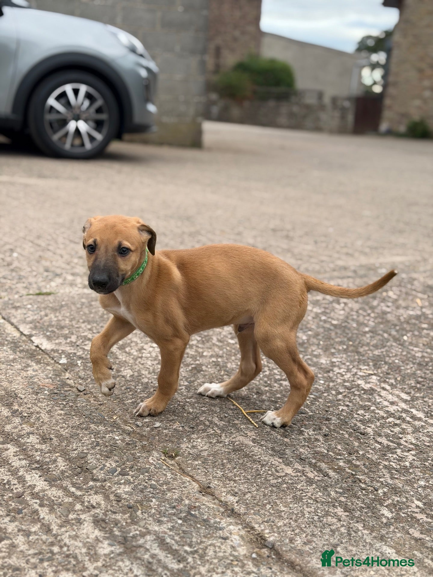 Mixed Breed dogs Outstanding Working-Bred Whippet Lurcher Puppies  - Advert 1