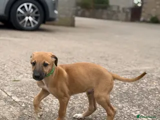 Mixed Breed dogs Outstanding Working-Bred Whippet Lurcher Puppies - Advert 1