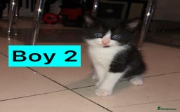British Shorthair cats for sale: British Shorthair x Striped Tabby Kittens –2 Males - Image 8