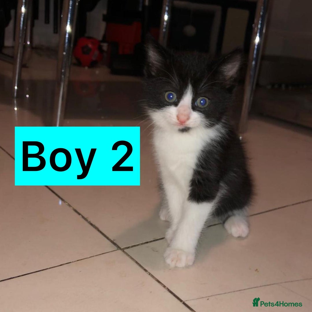 British Shorthair cats for sale: British Shorthair x Striped Tabby Kittens –2 Males - Image 8