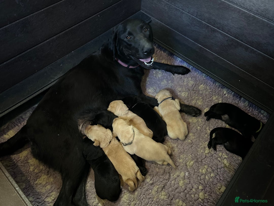 Labrador Retriever dogs for sale: Stunning KC Registered FoxRed/Black Labrador Pups  - Image 14