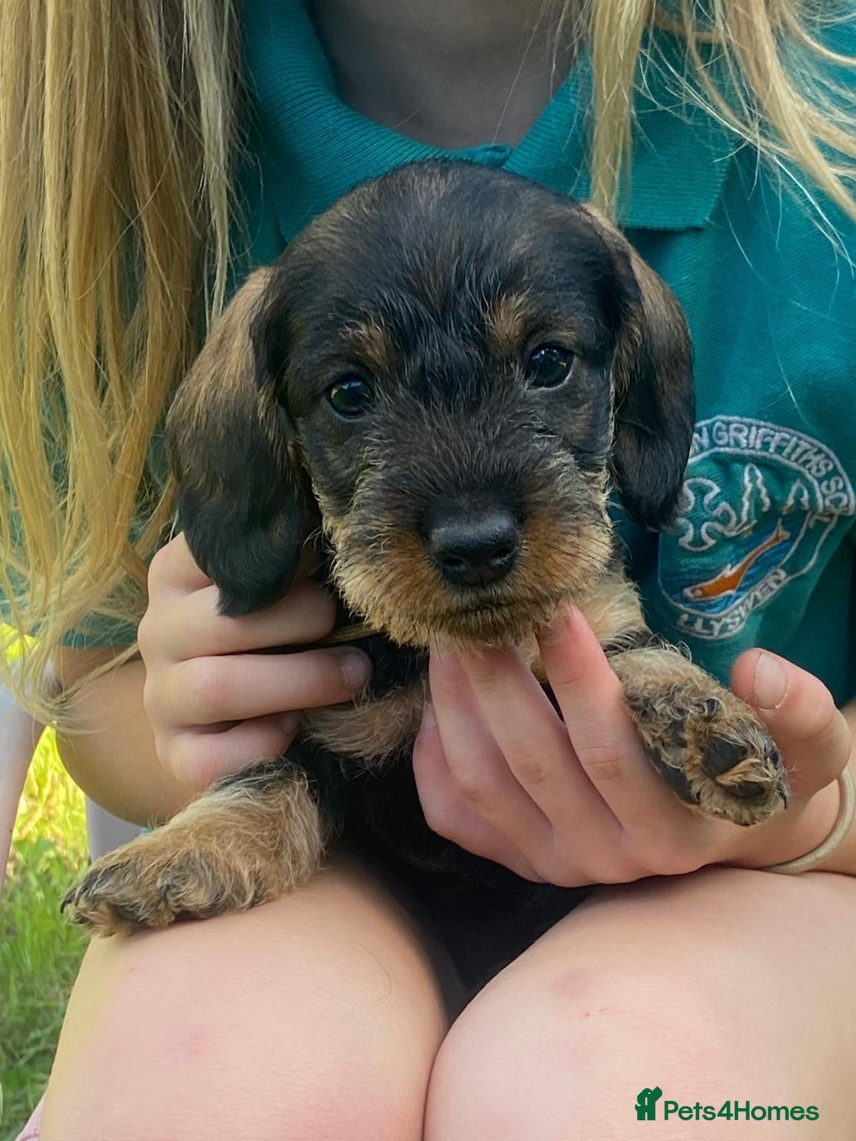 Dachshund dogs Wire haired Teckel for sale  - Advert 2