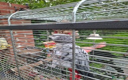 Parrots birds for sale: Female African Grey  - Image 2
