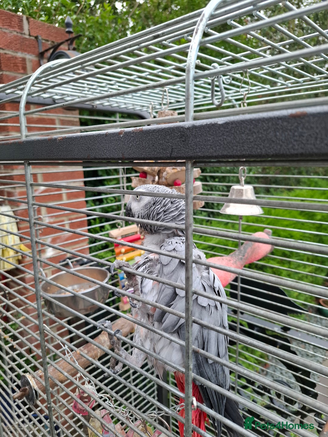 Parrots birds for sale: Female African Grey  - Image 2