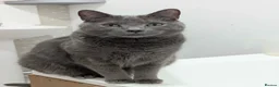 British Shorthair cats for sale: 2 indoor house cats - Advert 3