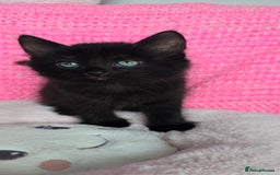 Mixed Breed cats for sale: 2 Adorable boys - Ragdol Mix kittens - Image 21