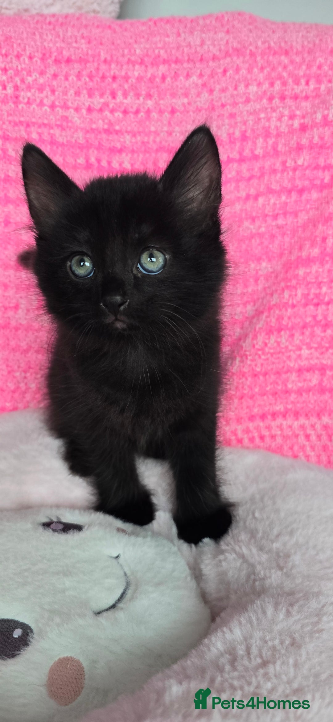 Mixed Breed cats for sale: 2 Adorable boys - Ragdol Mix kittens - Image 21