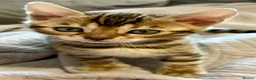 Bengal cats for sale: UPDATE 3 Gorgeous Bengal Kittens ready to reserve - Advert 28