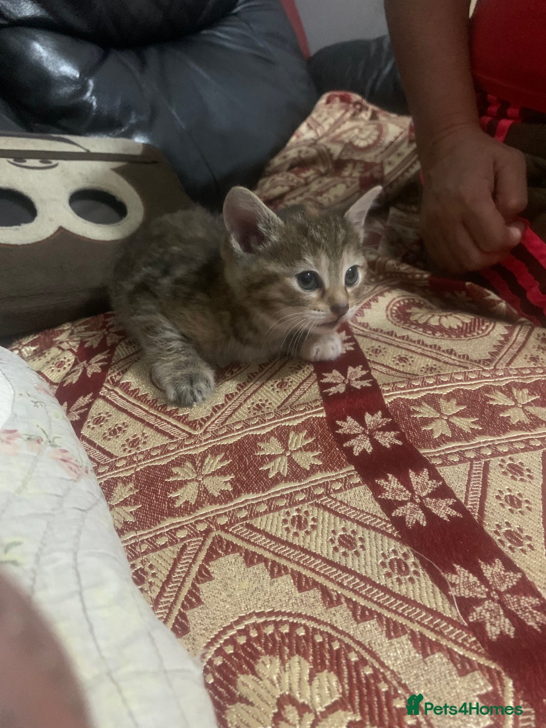 American Shorthair cats for sale: Cute American Shorthair Kittens 🐾 - Advert 8