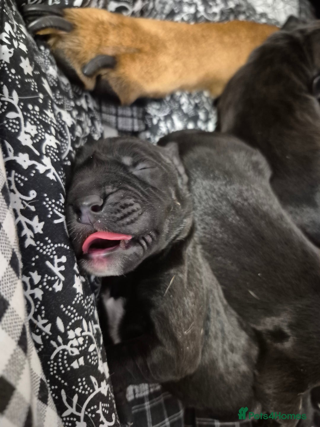 Mixed Breed dogs for sale: Bullmastiff x Springer Spaniel Puppies - Advert 3