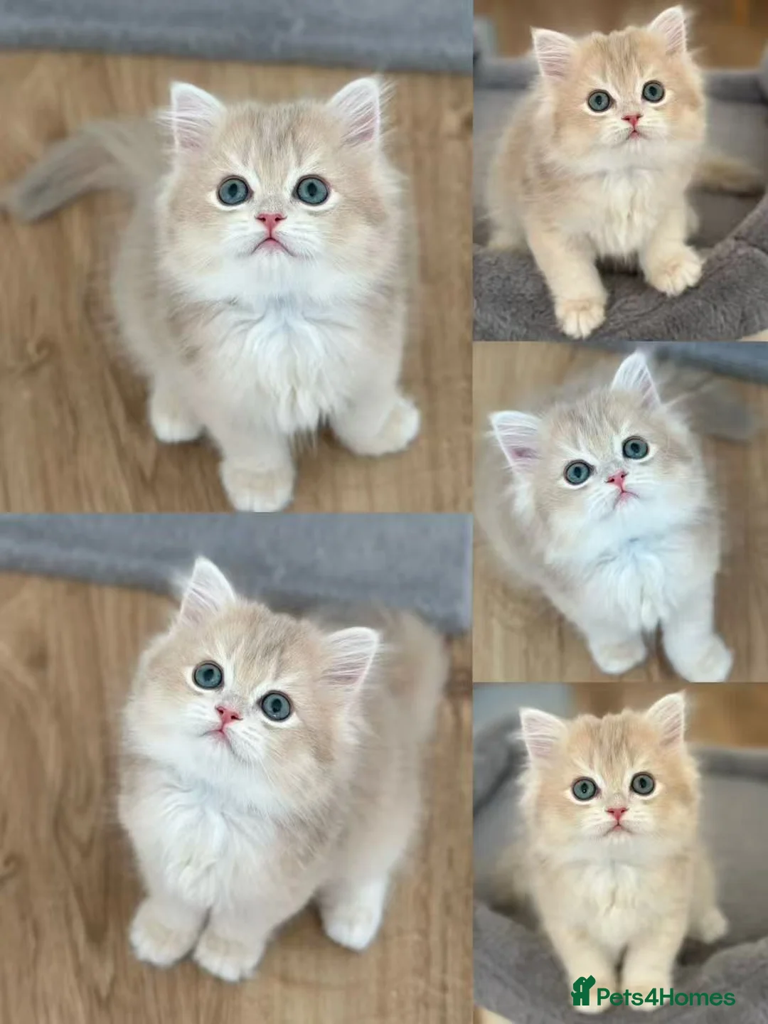 British Longhair cats for sale: Loving Blue Golden British Longhair Girls - Advert 4