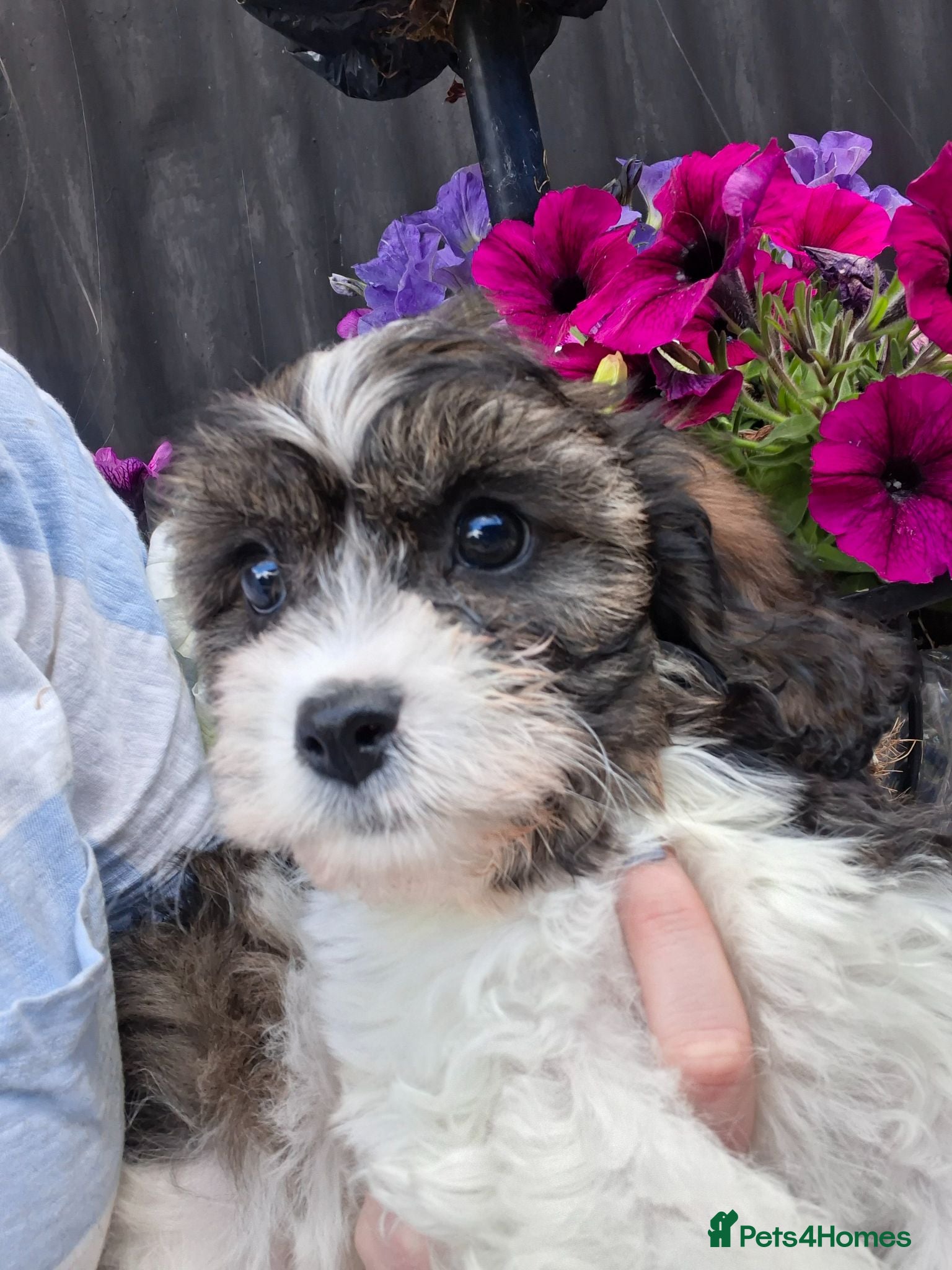 Cavachon dogs Beautiful f1 cavachons - 2 sweet pups left - Advert 6