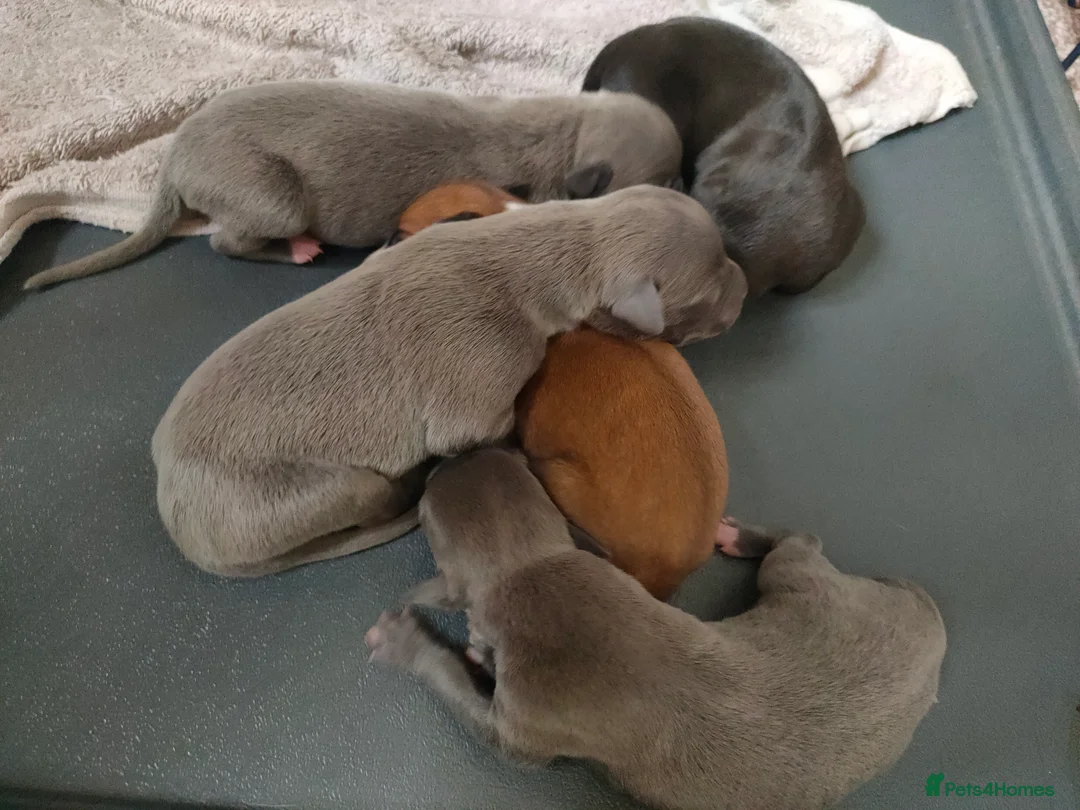 Whippet dogs for sale: Whippet puppies  - Advert 9