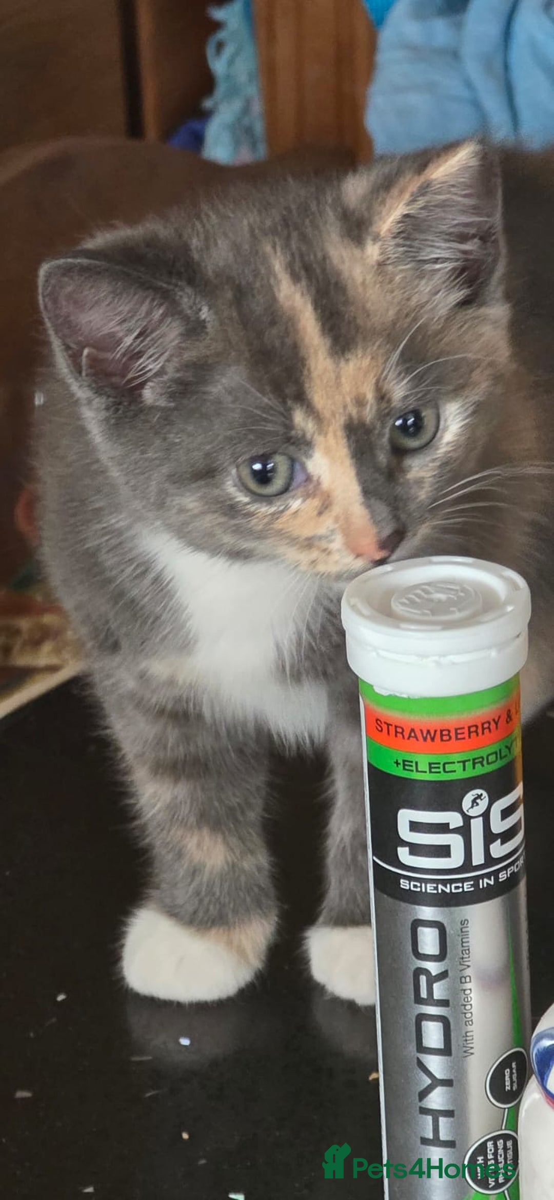 British Shorthair cats for sale: British short hair kittens  - Image 7