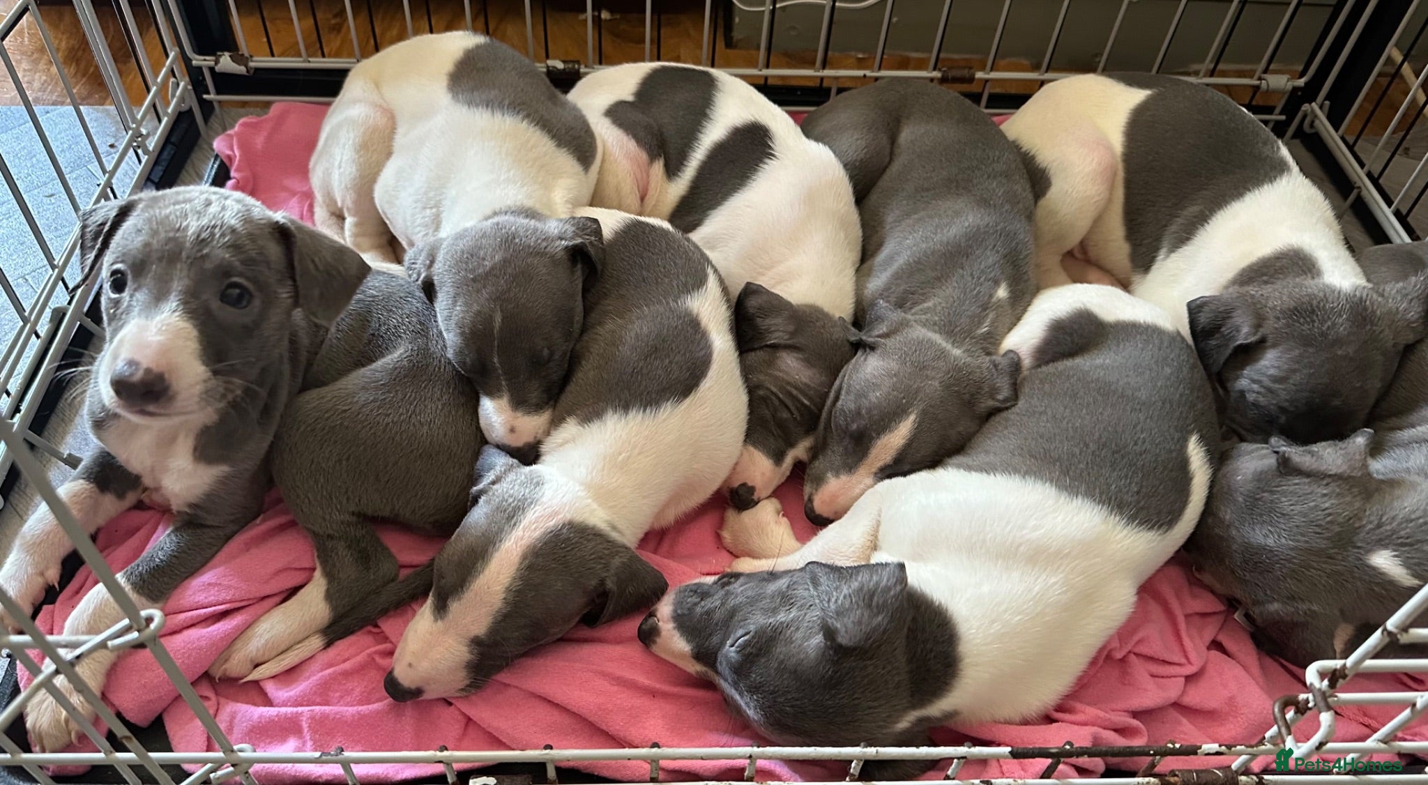 Mixed Breed dogs 8 stunning Italian greyhound x whippet puppies !!  - Advert 2