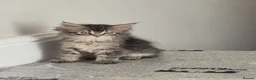 Maine Coon cats for sale: Maine Coon Kittens ready for there forever homes  - Advert 7