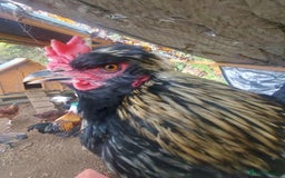 Chickens poultry for sale: More cockerel for sale - Image 10