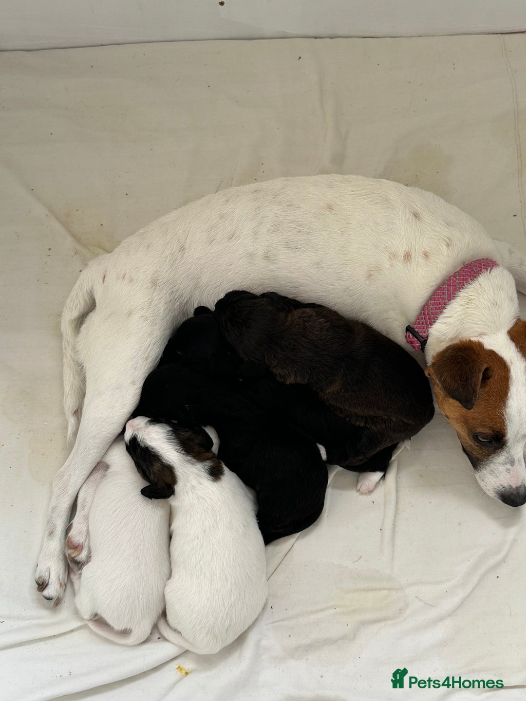 Mixed Breed dogs for sale: Jack Russel x Cockapoo Puppies - Image 17