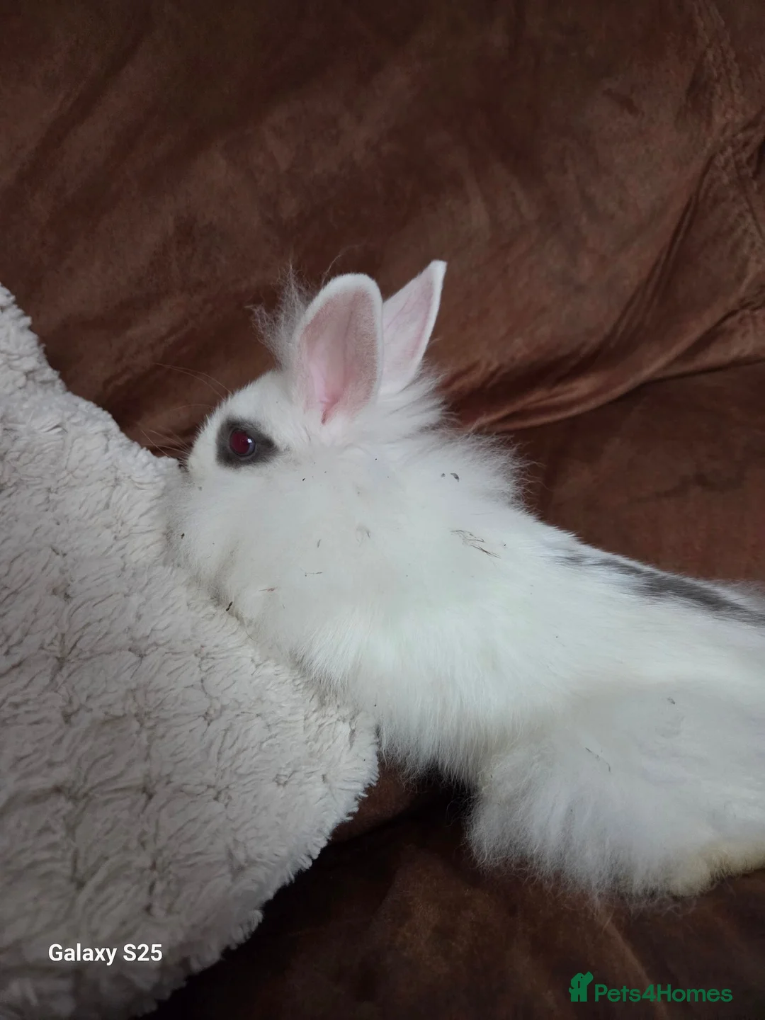 Mini Lion Lop rabbits for sale: Lion lop - Advert 2